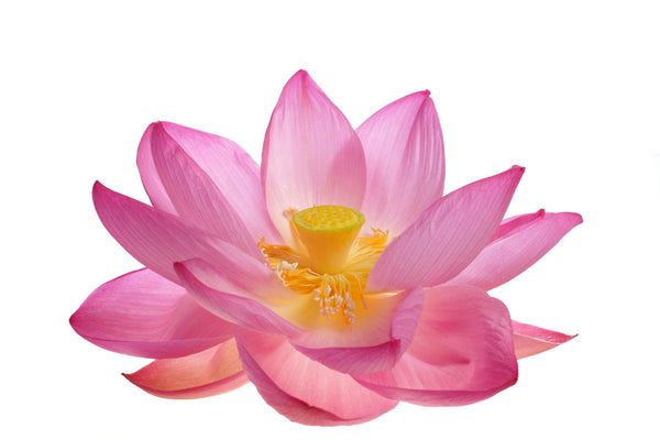 Sacred Lotus Petals