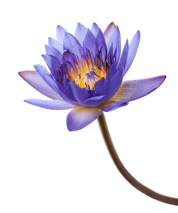 Blue Lotus Petals