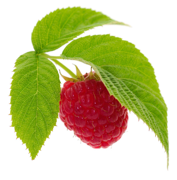 Red Raspberry Oil