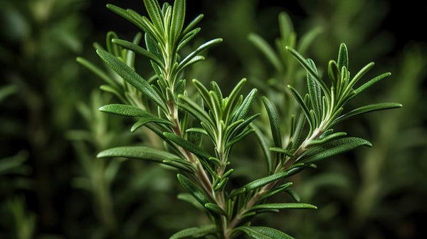 Rosemary