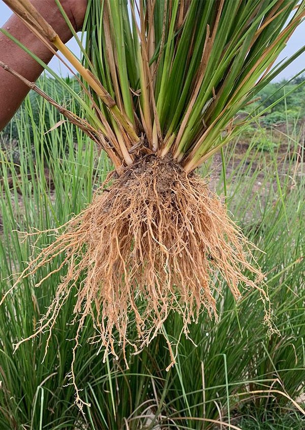 Vetiver