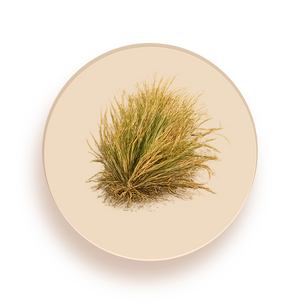 Vetiver